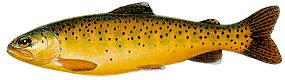 apache trout