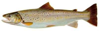 atlantic sea trout