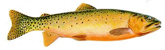 Colorado Cutthroat