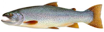 crescent lake cutthroat trout