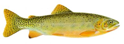 cutthroat trout