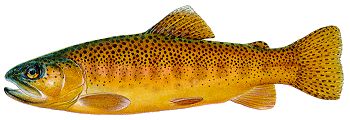 gila trout