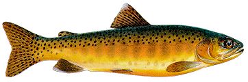 gilbert trout