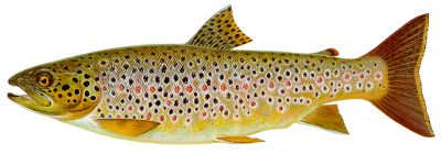 gillaroo trout