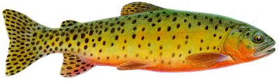 greenback trout