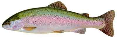 kamloops lake rainbow trout