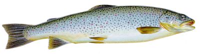 lake brown trout