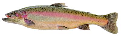 rainbow trout