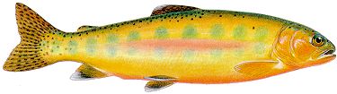 south fork river golden trout