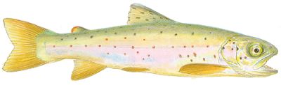 sea trout smolt