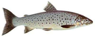 sonaghen trout