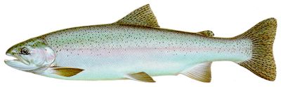 steelhead trout