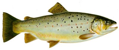 brown trout