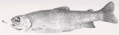Yellowfin trout