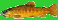 The Story of the Trout